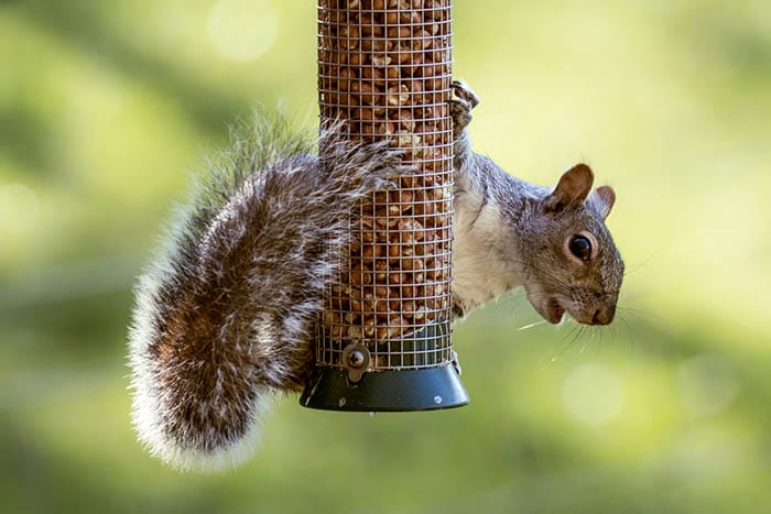 10 Tips for Photographing Squirrels by iPhotography.com