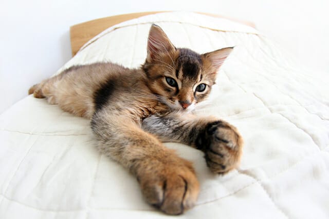 cat bed kitten portrait photography white fur 