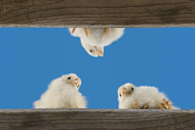 chicks three birds chickens blue sky looking down low angle fence animal pet
