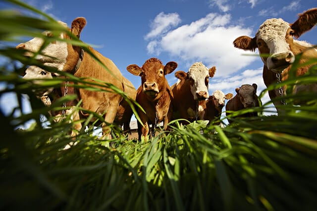 cows field grass brown cow animal cattle blue sky low angle camera floor ground