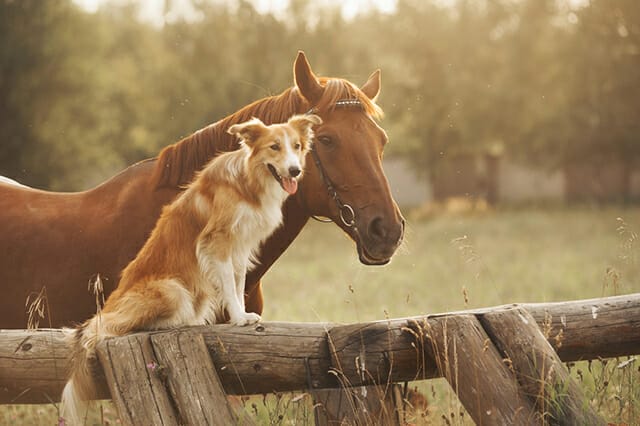 horse dog friends pet friendship odd pairing field sunset glow pet portrait