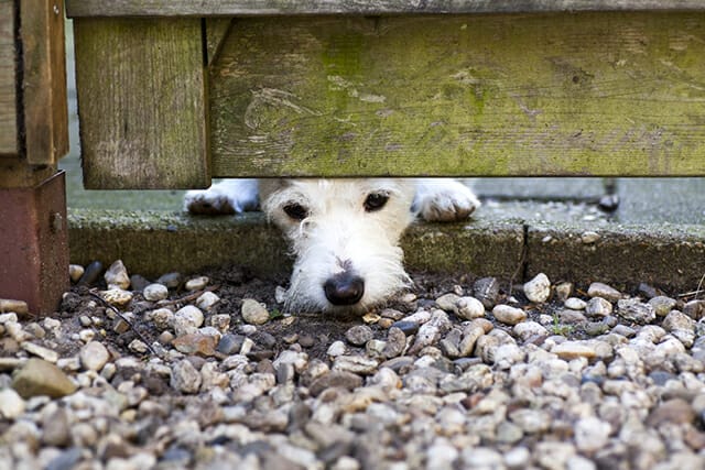 dog escape nose under gate fence sad despondent waiting pet portrait
