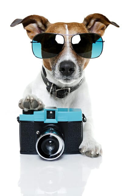 cool dog paw on camera sunglasses trendy dress up camera vintage retro diana f+ lomography pet portrait