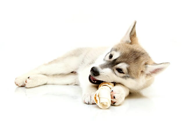 husky playing lying down white background eating young puppy teeth big ears pet portrait
