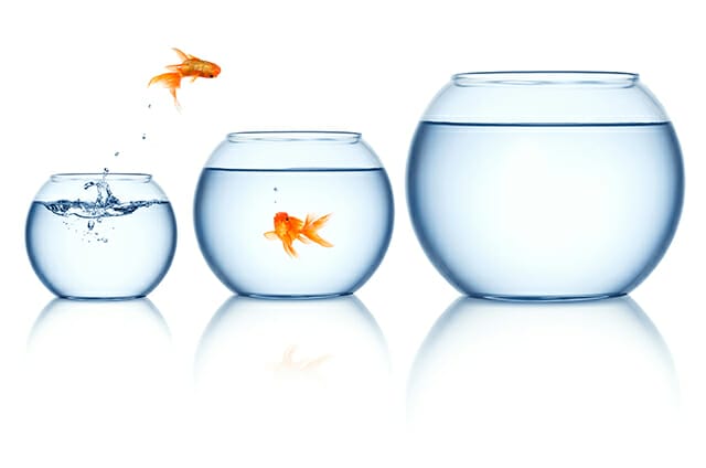 gold fish concept 3 fish bowls size water 2 goldfish jumping leaping escaping funny orange yellow pet portrait