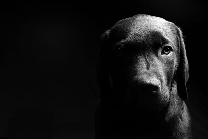 Pet Photography Tips by iPhotography.com