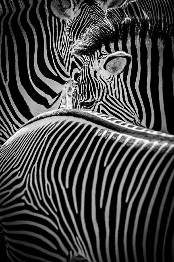 zebra animals zoo black and white stripes group close up abstract