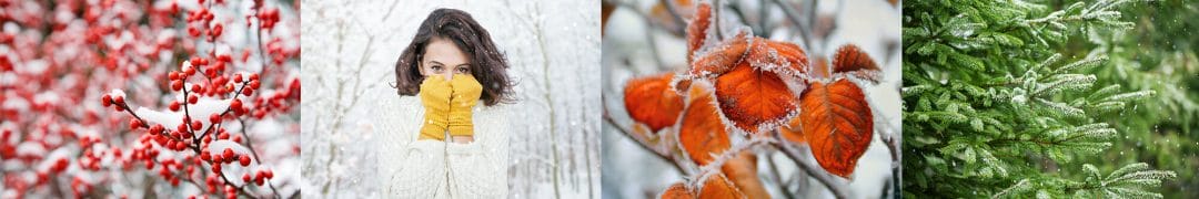 winter berries evergreen orange leaves yellow gloves cold frost snow