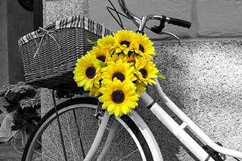flowers yellow bicycle colour splash