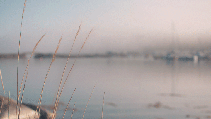 water reed lake cinemagraph