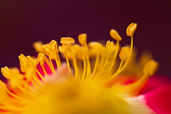 Copyright Jaymes Dempsey  flower photography