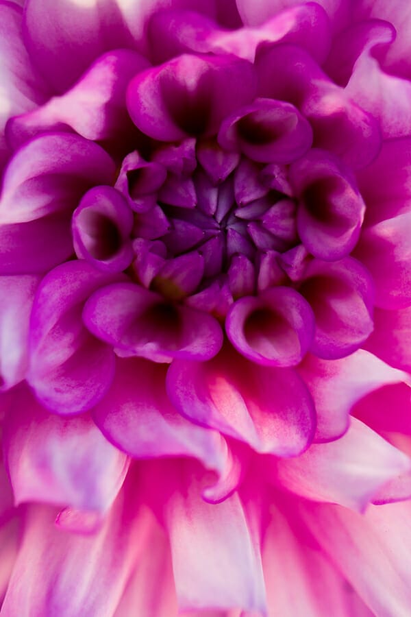 purple pink flower macro photography