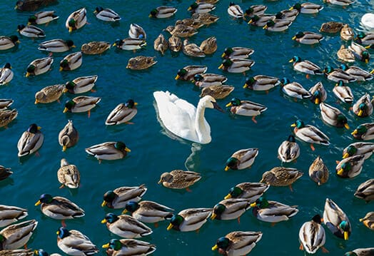 swan ducks water pond out of place