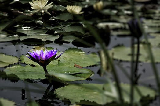 purple flower on the water green lilypad, photo walk