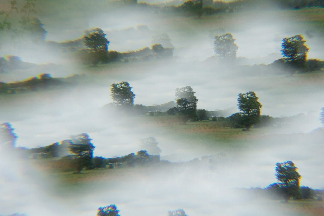 trees kaleidoscope effect photography