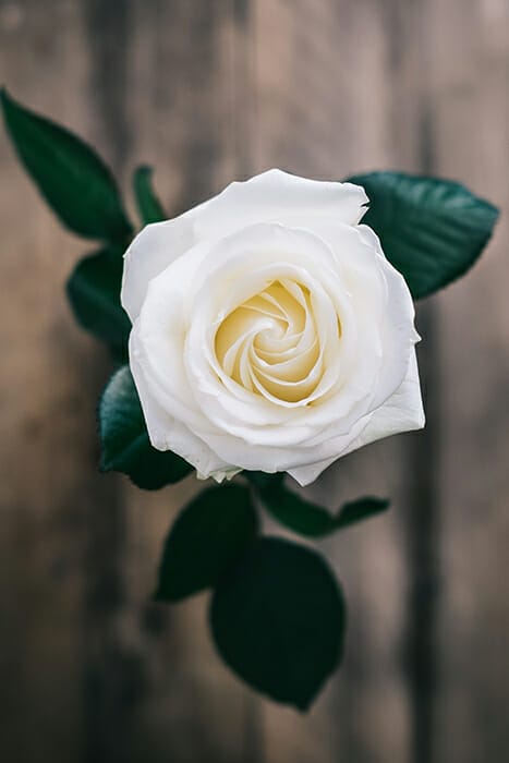 white rose overhead Feedback