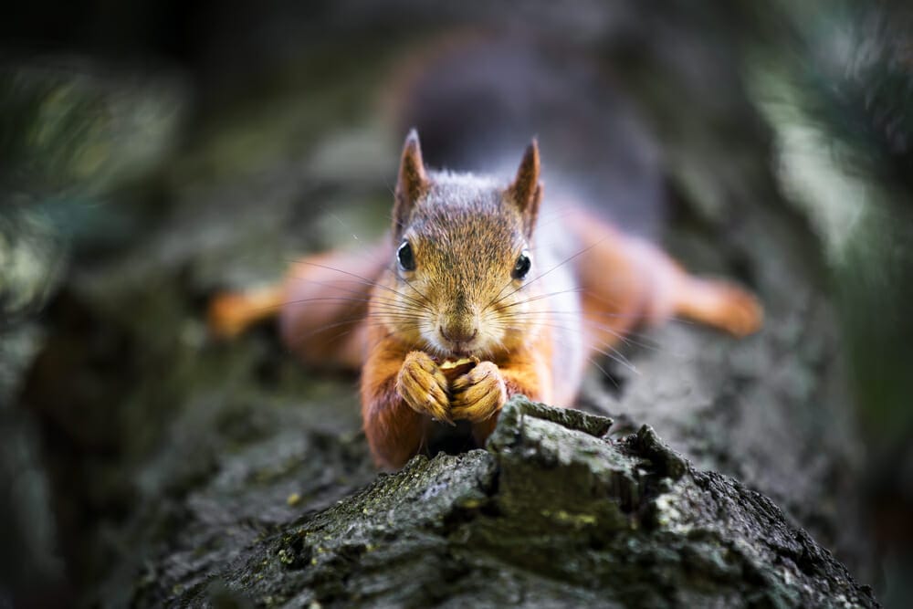 squirrel nuts wildlife photography red grey furry tree