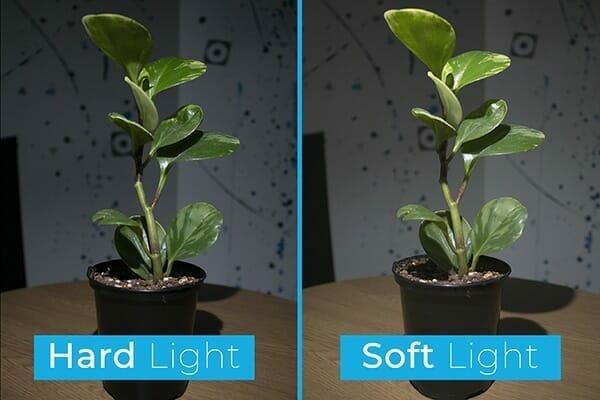 soft hard light comparison on plant
