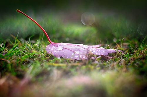 story of a leaf on grass with water drops on shallow depth of field