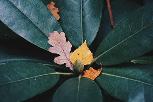 story of an orange leaf on green leaves wide depth of field