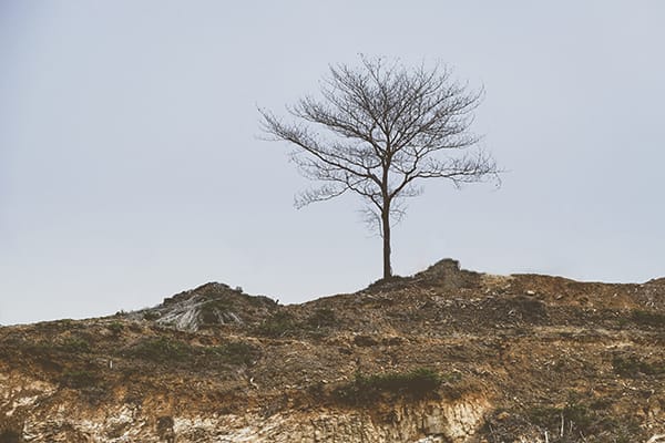 story of a lonely tree on a hill photo stories
