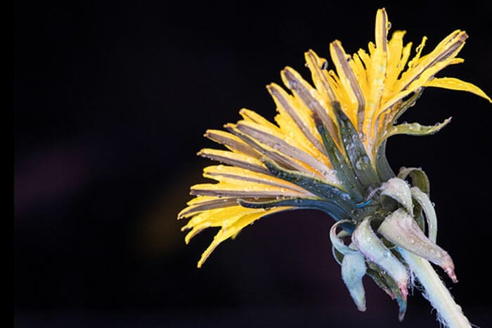dandelion a bad cropping example photography tips