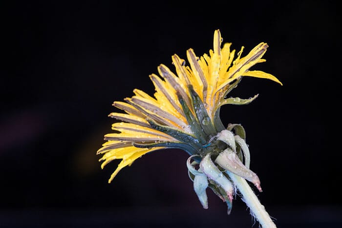 macro photo of a dandelion