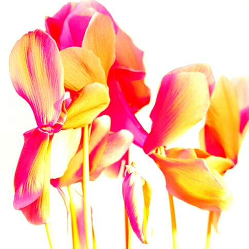improving colour in your photography Eric Butcher copyright 2020