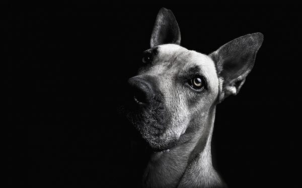 dog photography by janine nimmo copyright 2020