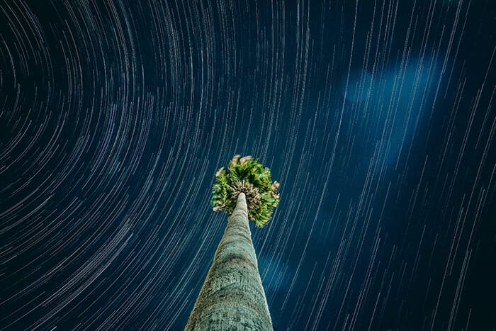 star trails around a palm tree