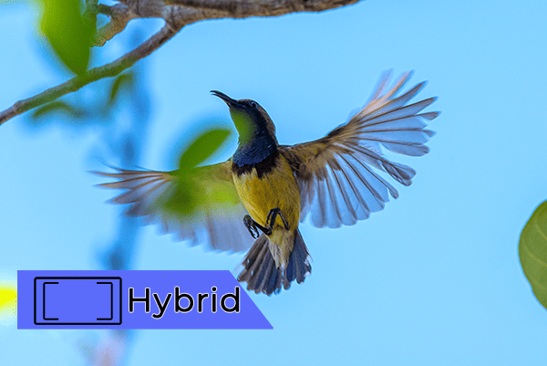 hybrid focus how to focus hybrid focus bird example iphotography