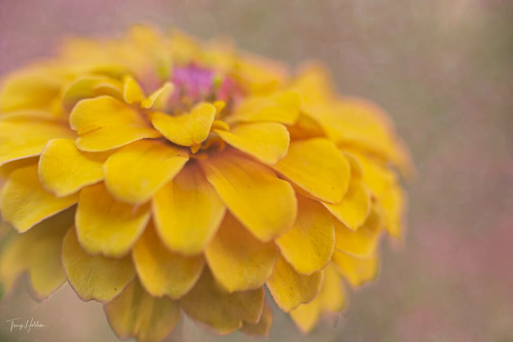Copyright Terry Holdren 2020 iPhotography Textured flower photos 4