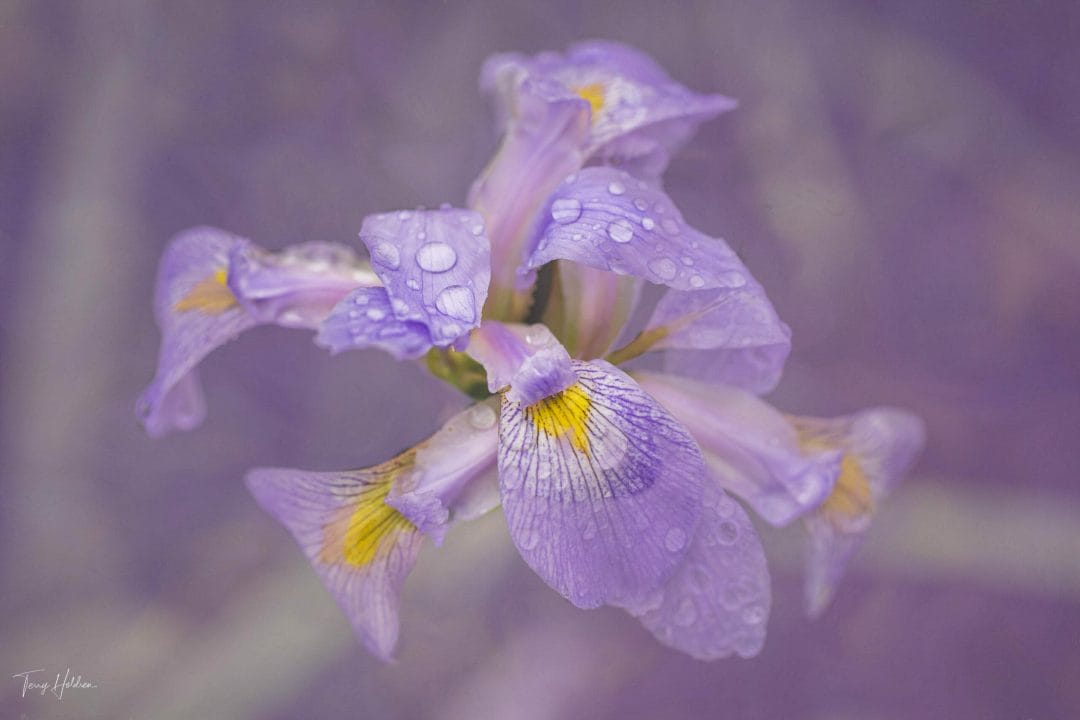 2020-06-09-Garden-after-the-Rain-29 Copyright Terry Holdren 2020 iPhotography Textured flower photos 5