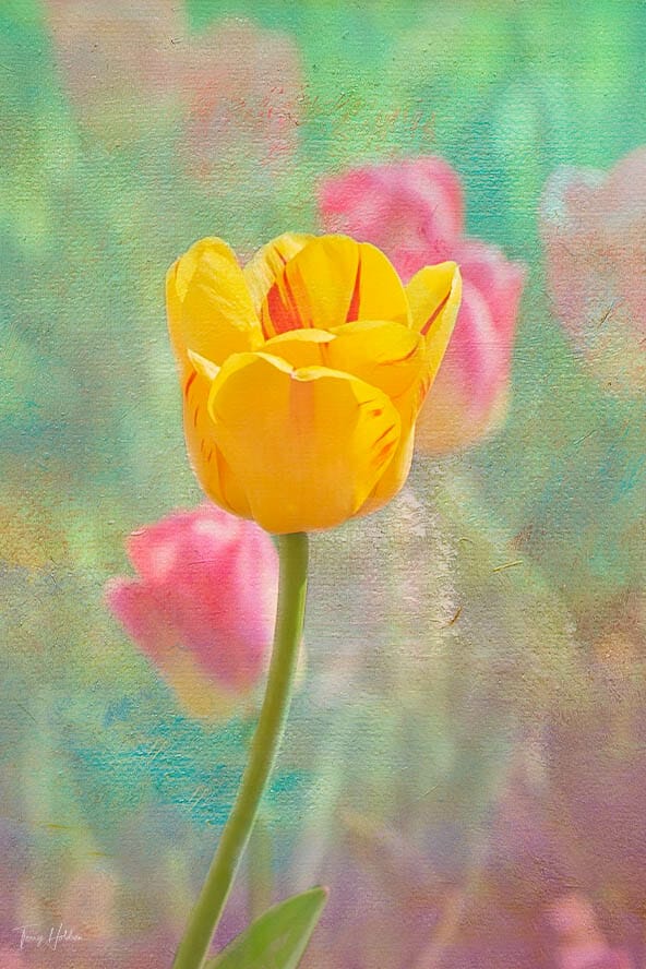 Copyright Terry Holdren 2020 iPhotography Textured flower photos 5