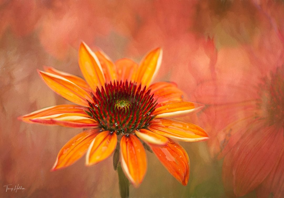 Copyright Terry Holdren 2020 iPhotography Textured flower photos 1