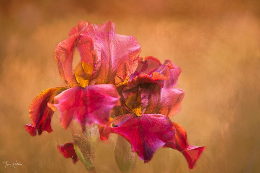 Copyright Terry Holdren 2020 iPhotography Textured flower photos 3