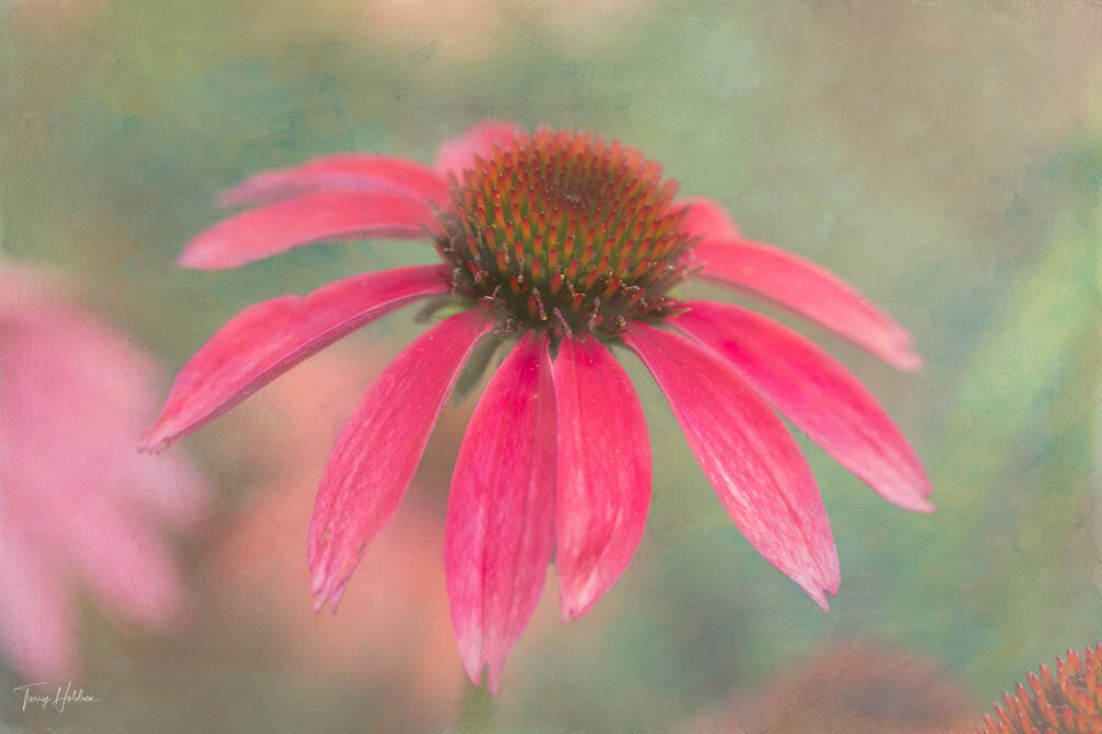 2020-07-08-Coneflowers-18 Copyright Terry Holdren 2020 iPhotography Textured flower photos 2