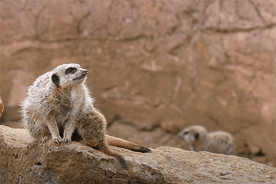 iphotography zoo photos meerkats