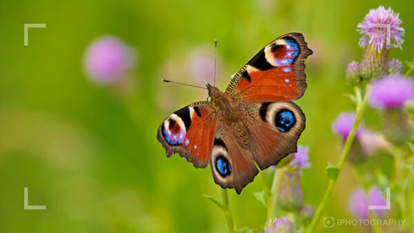 wildlife photography webinar butterfly 1