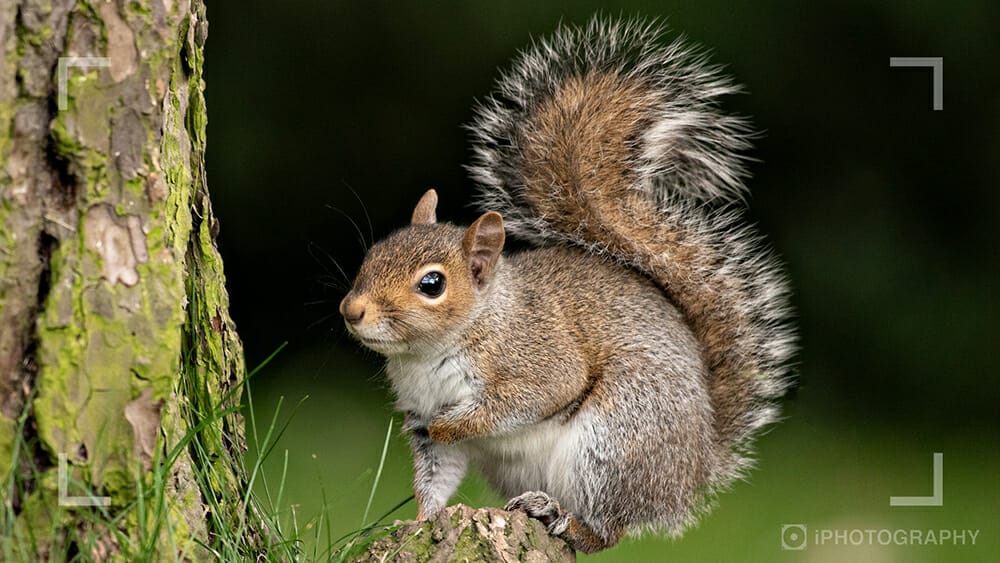 Wildlife Photography course launch blog Image_3 wildlife photography webinar Squirrel