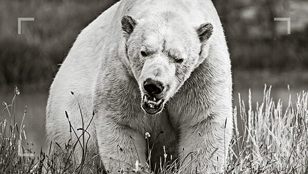 wildlife photography course polar bear