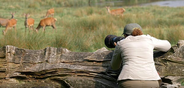Rachel Sinclair capturing deer images
