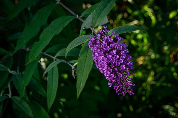 Flower Photography Lit with reflector