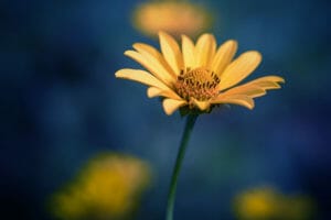 Flower Photography Tips - 10 Ideas for Pro Stylised Floral Photos