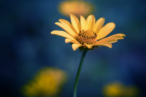 Flower Photography Tips by iPhotography.com