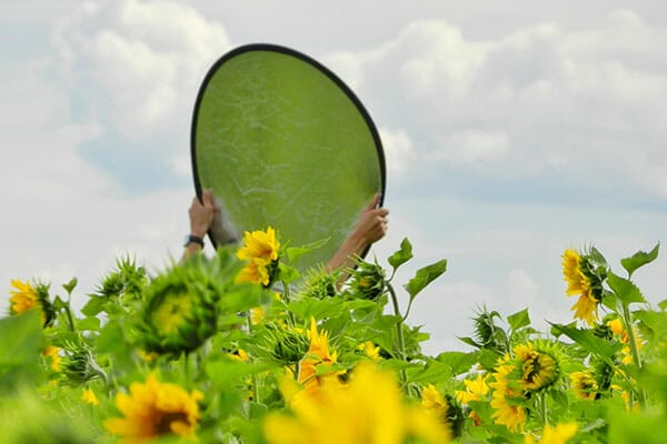 Flower Photography holding up a reflector in field of sunflowers photography
