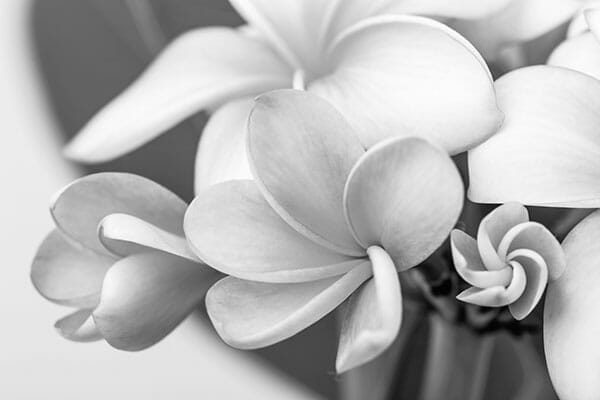 Flower Photography b&w black and white flower petals