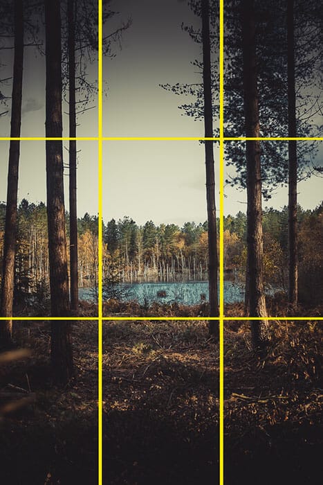 Woodland Photography Tips rule of thirds example 
