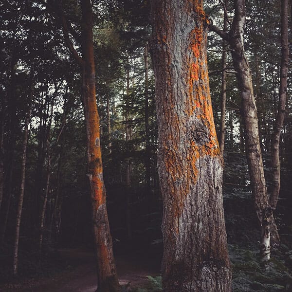 Woodland Photography Tips 10 Woodland Photography Tips 10 trees