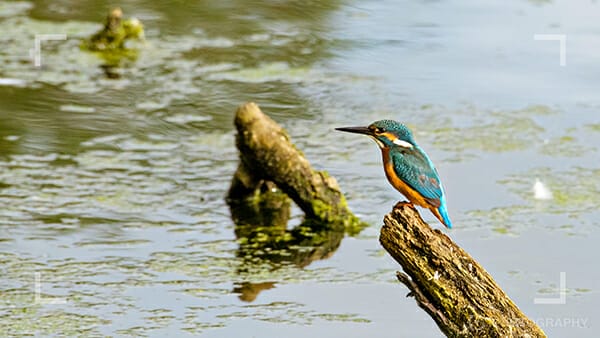 Bird photography tips 3 Bird photography tips 3